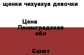 щенки чихуахуа девочки › Цена ­ 8 000 - Ленинградская обл., Санкт-Петербург г. Животные и растения » Собаки   . Ленинградская обл.,Санкт-Петербург г.